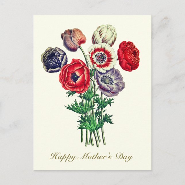 Eleganter Vintager Botanischer Mohnanemon Postkarte (Vorderseite)