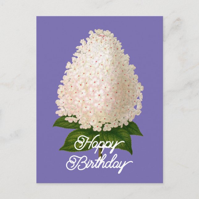 Eleganter Vintager Hydrangea Paniculata Geburtstag Postkarte (Vorderseite)