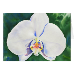 Eleganter weißer Aquarellorchid
