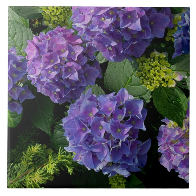 Elegantes blaues lila Magenta grünes Hydrangea Fliese (Vorderseite)