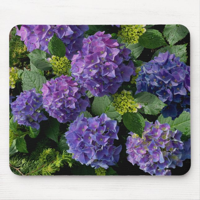 Elegantes blaues lila Magenta grünes Hydrangea Mousepad (Vorne)
