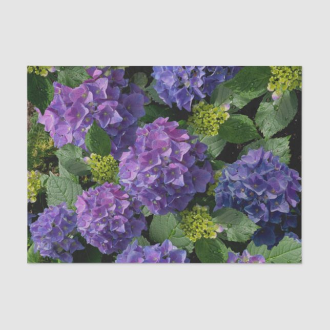 Elegantes blaues lila Magenta grünes Hydrangea Seidenpapier (Vorderseite)
