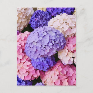 Elegantes Blue Hydrangea-Blumenbild Postkarte