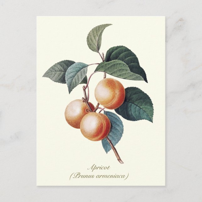 Elegantes botanisches Vintag Apricot Frucht Postkarte (Vorderseite)