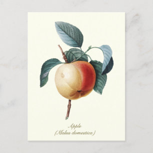 Elegantes botanisches Vintag Apricot Frucht Postkarte