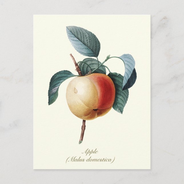 Elegantes botanisches Vintag Apricot Frucht Postkarte (Vorderseite)
