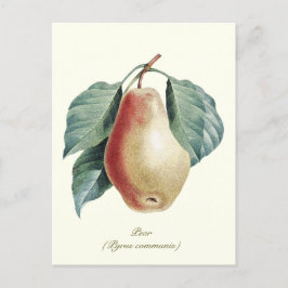 Elegantes botanisches Vintages Birnobst Postkarte
