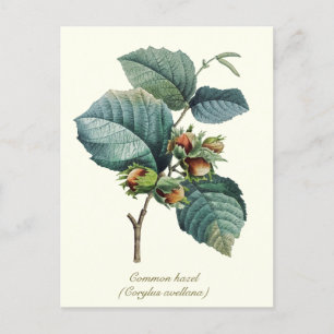 Elegantes botanisches Vintages Hazelnussfrucht Postkarte