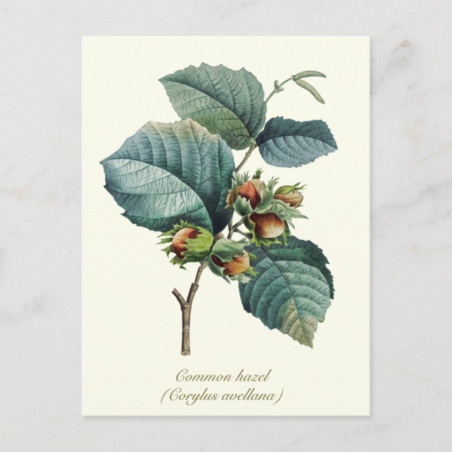 Elegantes botanisches Vintages Hazelnussfrucht Postkarte (Vorderseite)