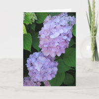 Elegantes Chic Lila Hydrangeas Foto Beileid