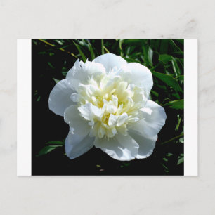 Elegantes Foto aus weißer Blume mit Blumen Postkarte