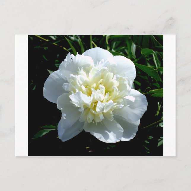 Elegantes Foto aus weißer Blume mit Blumen Postkarte (Vorderseite)