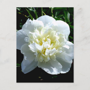 Elegantes Foto aus weißer Blume mit Blumen Postkarte