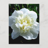 Elegantes Foto aus weißer Blume mit Blumen
