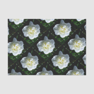 Elegantes Foto aus weißer Blume mit Blumen Seidenpapier