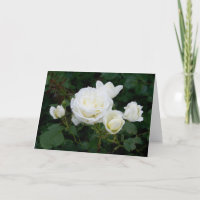 Elegantes Foto Beileid mit modernen White Roses Bl