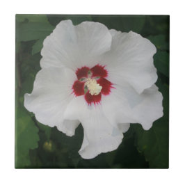 Elegantes Foto der Blume White Hibiskus Fliese