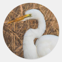 Elegantes Grosses Egret in den Reds