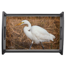 Elegantes Grosses Egret in den Reds