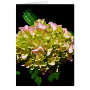 Elegantes, grünes, rosa grünes, blumengrünes Hydra