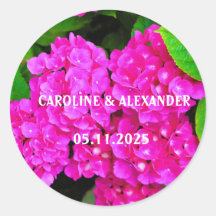 Elegantes Hydrangea Rosa Foto Blüten