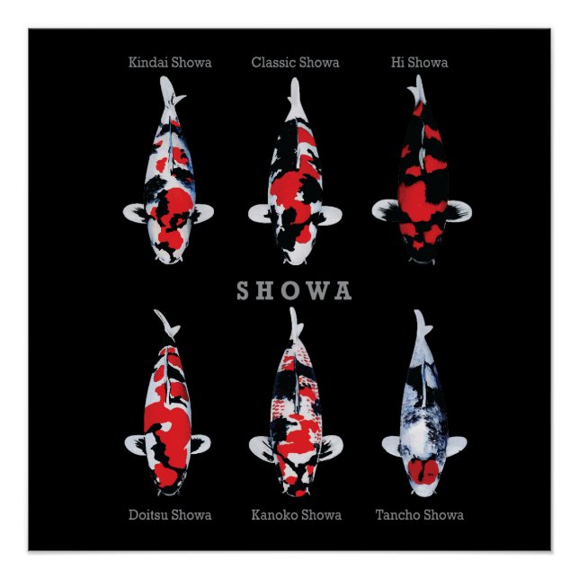 Elegantes Koi Fish Poster - Zeitloser und künstler (Vorderseite)