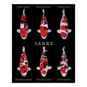 Elegantes Koi Fish Poster - Zeitloser und künstler