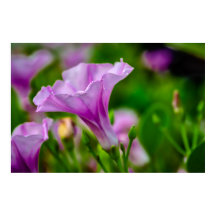 Elegantes Lila Bloom im Fokus