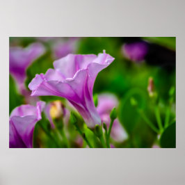 Elegantes Lila Bloom im Fokus Poster