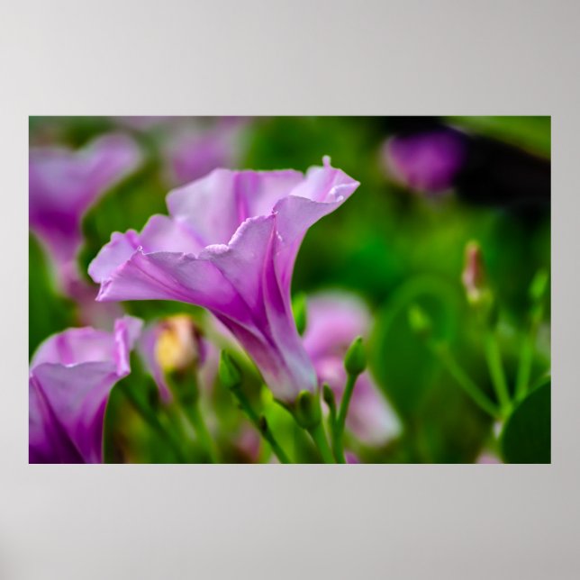 Elegantes Lila Bloom im Fokus Poster (Vorne)