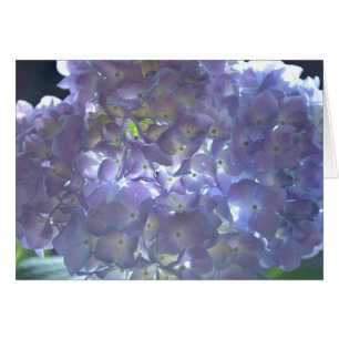 Elegantes, lila, blumengeschmücktes lila Hydrangea