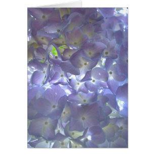 Elegantes, lila, blumengeschmücktes lila Hydrangea