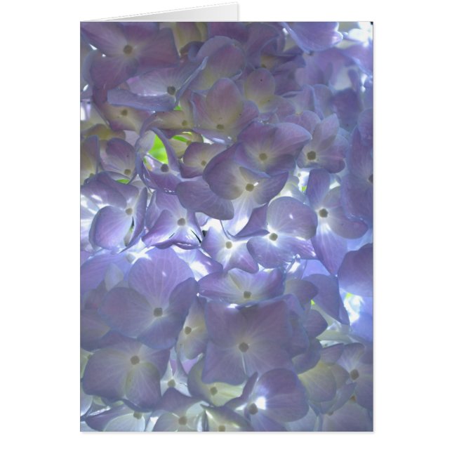 Elegantes, lila, blumengeschmücktes lila Hydrangea (Vorne)