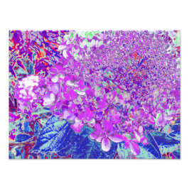 Elegantes Lila und blaues Limelight Hydrangea Fotodruck