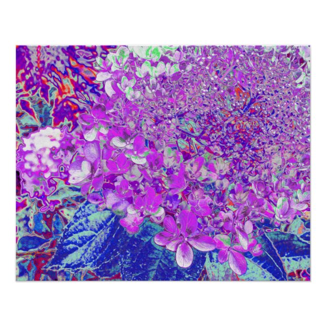Elegantes Lila und blaues Limelight Hydrangea Poster (Vorderseite)