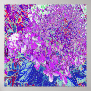 Elegantes Lila und blaues Limelight Hydrangea Poster