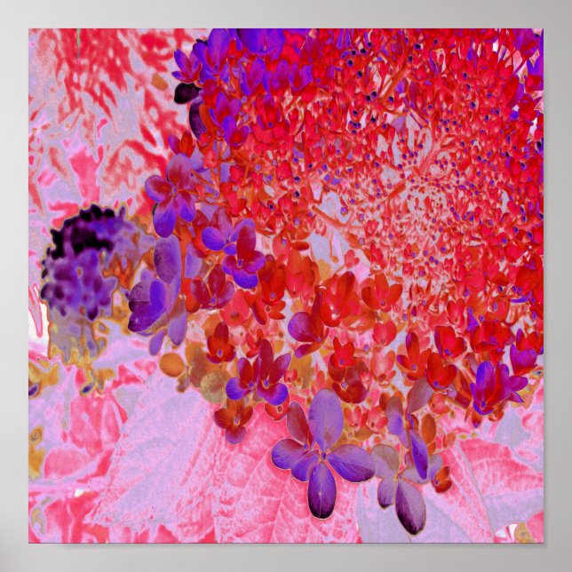 Elegantes Lila und Orange Limelight Hydrangea Poster (Vorne)
