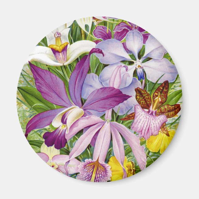Elegantes Magnet Vintag/antike Orchideen (Vorne)