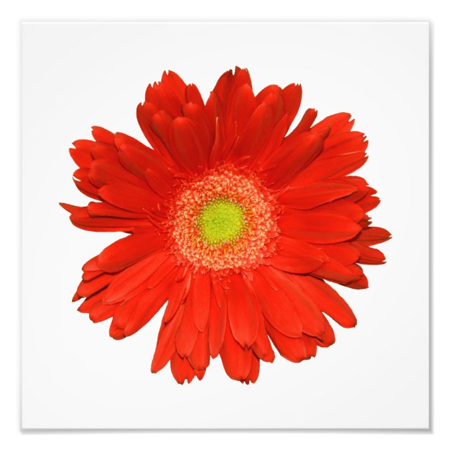 Elegantes Orange Daisy Foto Print (Vorne)