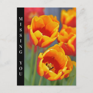 Elegantes Portrait der Blume Gelb und Rot Tulip Postkarte