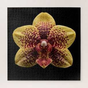 Elegantes Poster der botanischen Orchideensammlung Puzzle