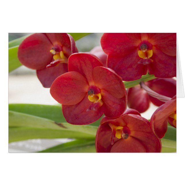 Elegantes Red Orchids Foto (Vorderseite (Horizontal))