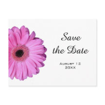 Elegantes Romantisches Rosa Gerbera Daisy