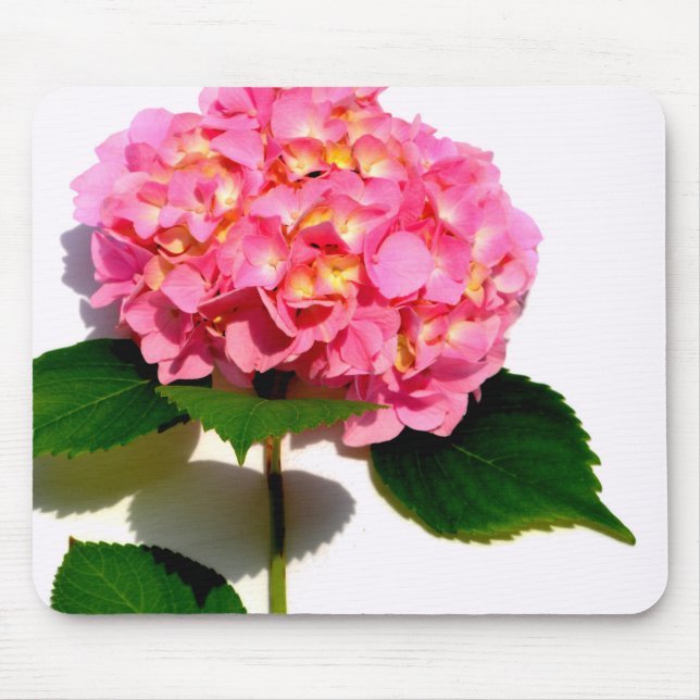 Elegantes rosa, blumenrosa Hydrangea Mousepad (Vorne)