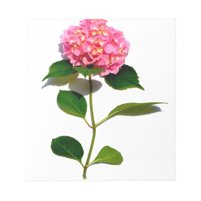 Elegantes rosa, blumenrosa Hydrangea Notizblock (Vorderseite)