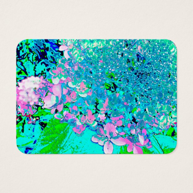 Elegantes rosa und blaues Limelight Hydrangea (Vorderseite)