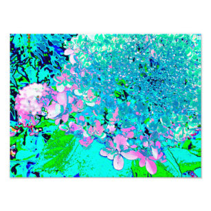 Elegantes rosa und blaues Limelight Hydrangea Fotodruck