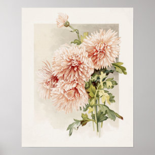 Elegantes Rosa Vintage Chryanthemen Poster