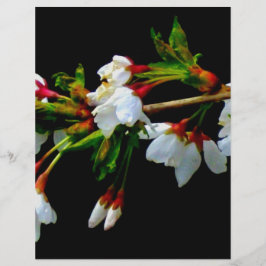 Elegantes, Schwarz-weiß blühendes weißes Blossom