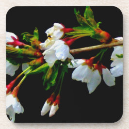 Elegantes, Schwarz-weiß blühendes weißes Blossom Getränkeuntersetzer